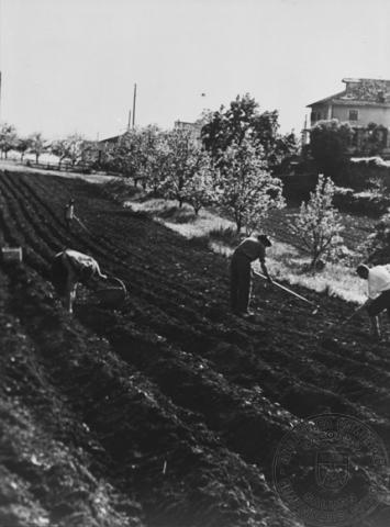 Semina delle patate